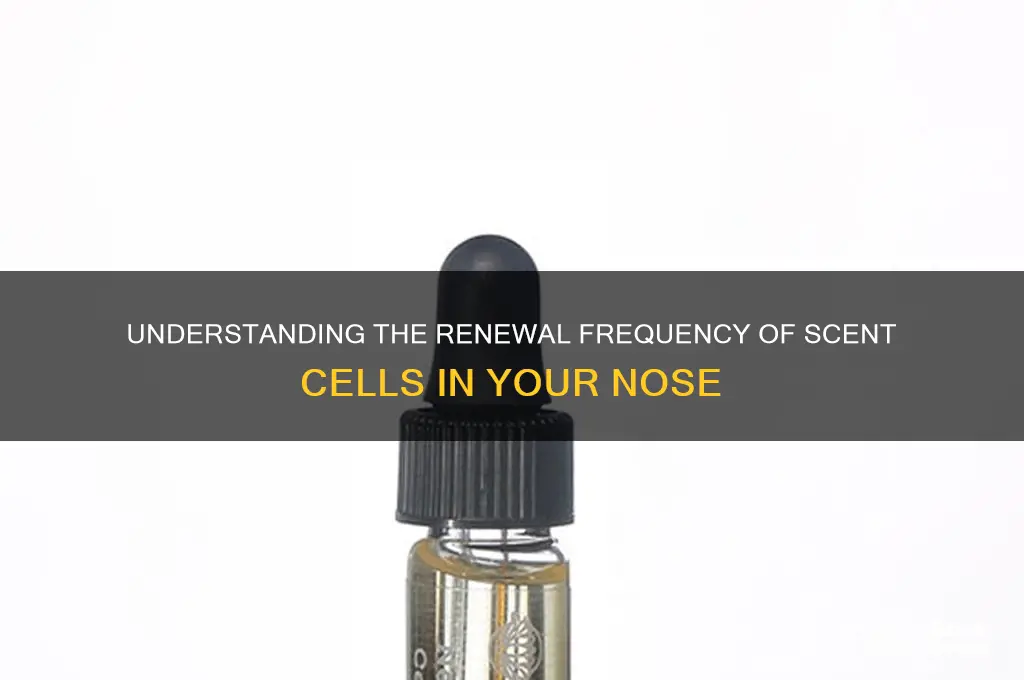 how often are scent cells renewed