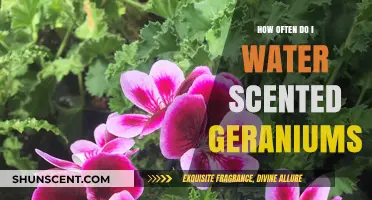 Watering Scented Geraniums: Optimal Frequency for Healthy Growth and Fragrance