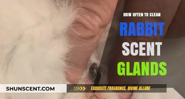 Maintaining Rabbit Hygiene: Optimal Cleaning Frequency for Scent Glands