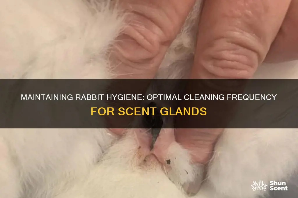 how often to clean rabbit scent glands