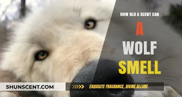 How Far Back Can a Wolf's Nose Detect Scents?