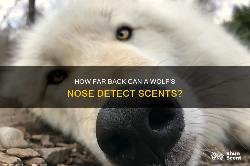 how old a scent can a wolf smell