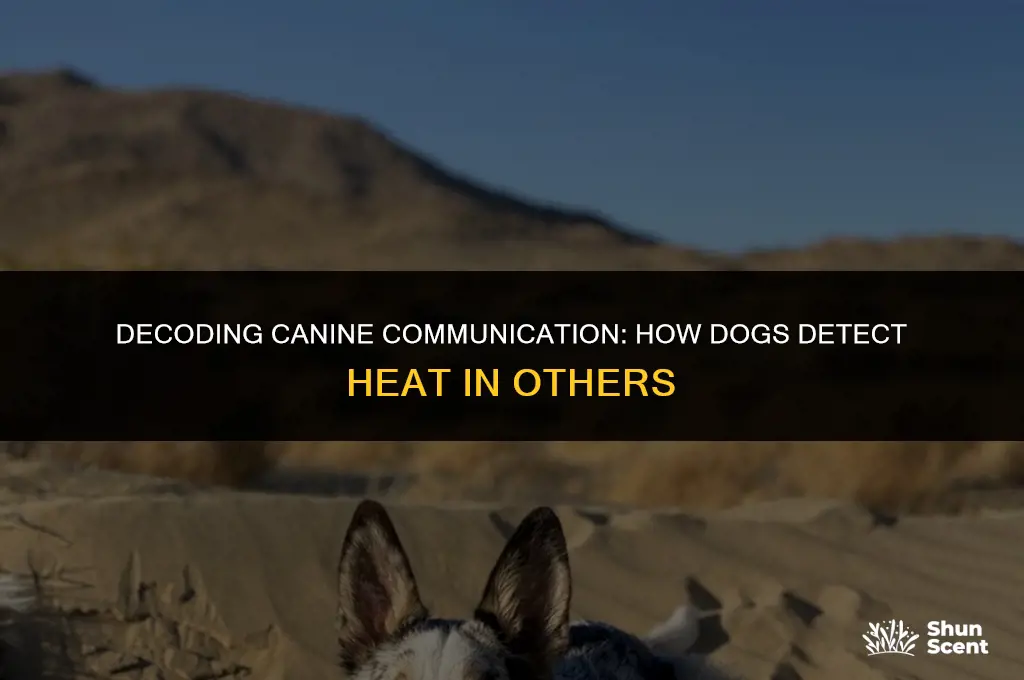 how old can dogs smell other dogs in heat