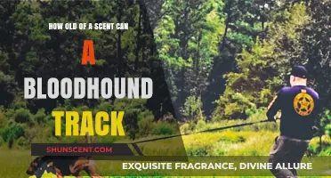 How Long Can Bloodhounds Track Scents? Unbelievable Detection Abilities