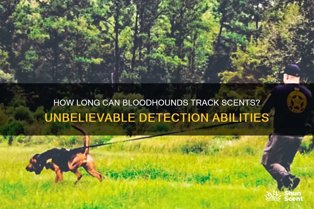 how old of a scent can a bloodhound track