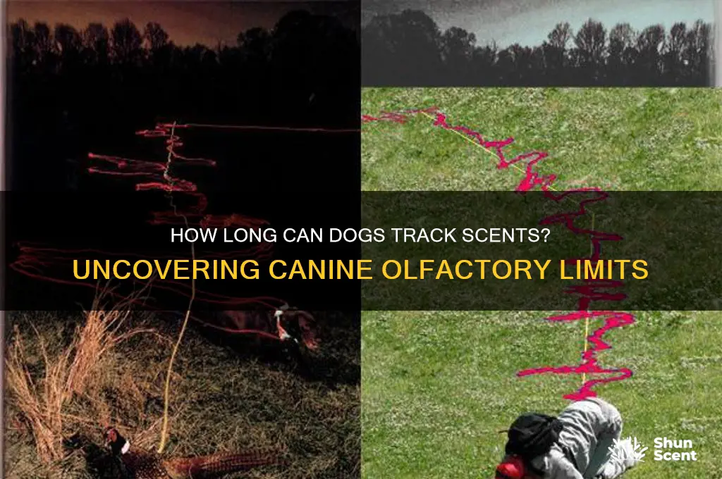 how old of a scent can a dog track