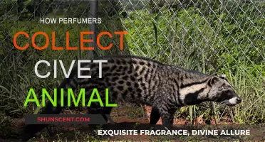 Trapping Civets: The Art of Sourcing Musk for Perfumes