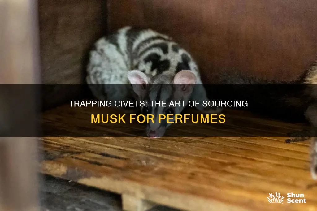 how perfumers collect civet animal