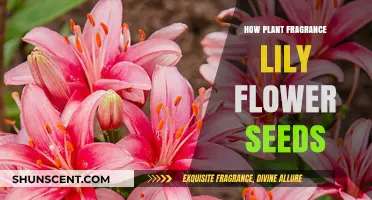 Lily Seed Secrets: Unlocking Fragrant Plant Power