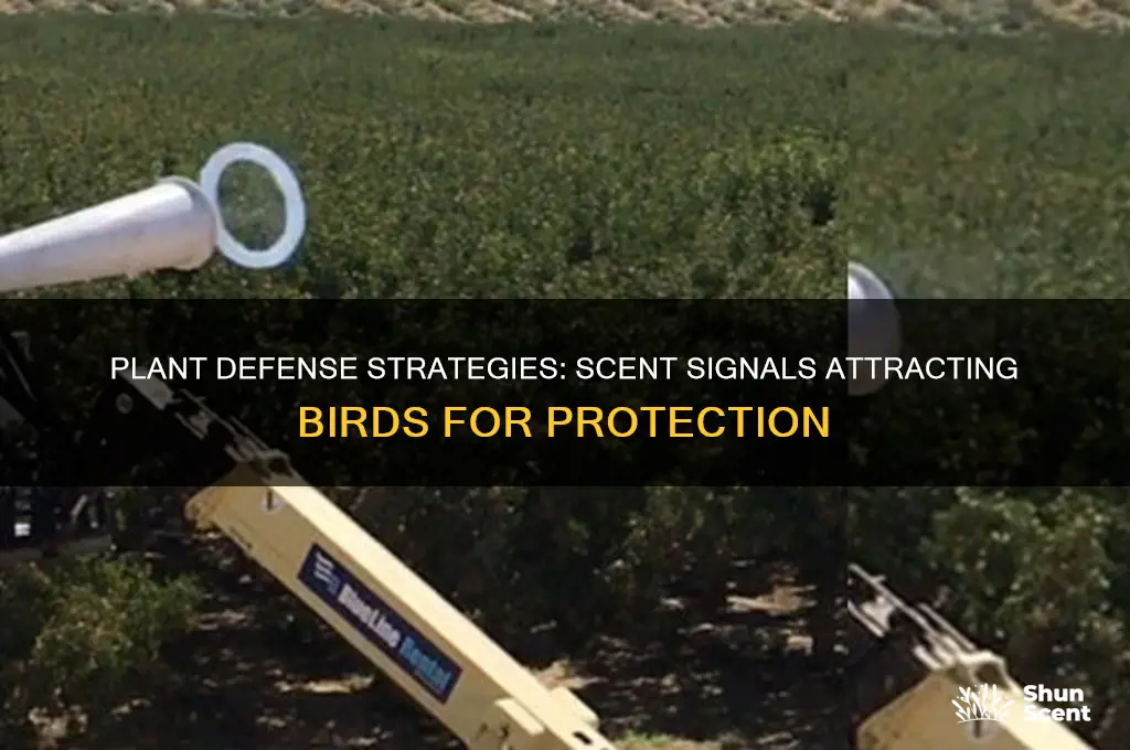 how plants protect themselves by emitting scent cues for birds