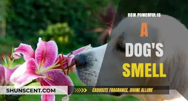 Unleashing the Canine Nose: The Astonishing Power of a Dog's Smell