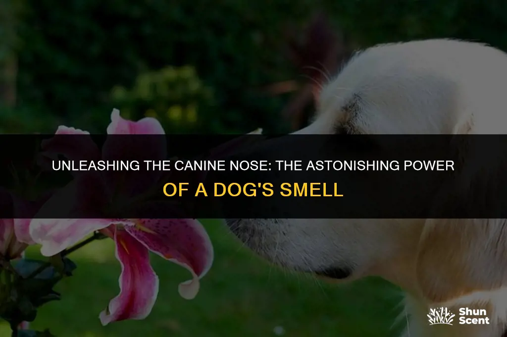 how powerful is a dog