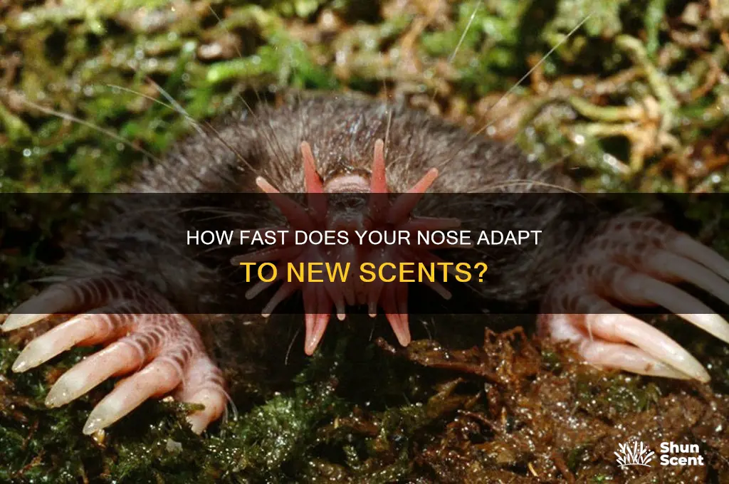 how quickly do you get used to scent