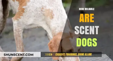 Scent Dogs: Uncovering the Reliability of Their Extraordinary Olfactory Abilities
