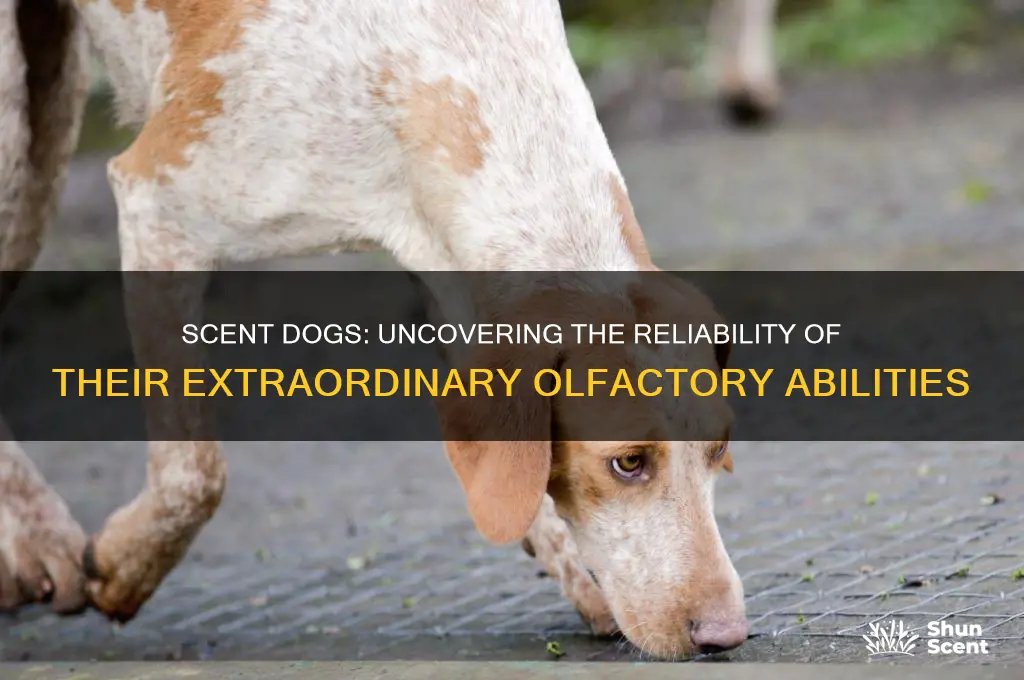 how reliable are scent dogs