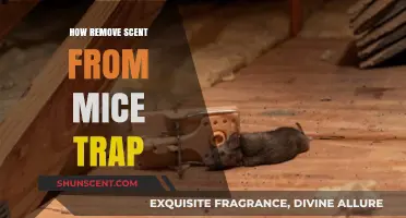 Effective Ways to Eliminate Lingering Odors from Mouse Traps