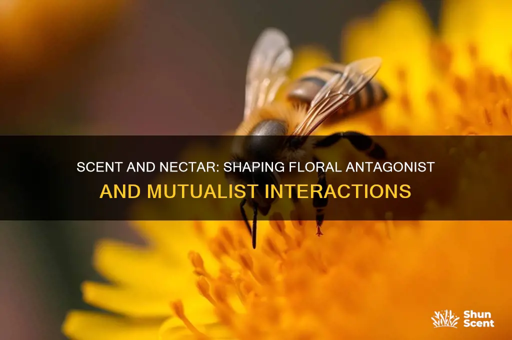 how scent and nectar influence floral antagonists and mutualists