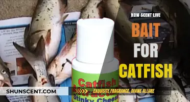 Mastering Catfish Bait: Effective Scent Techniques for Live Bait Success