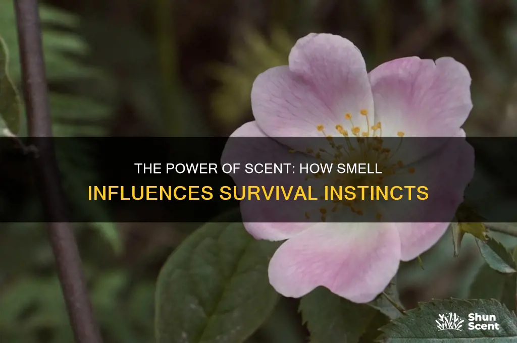 how scent of survival
