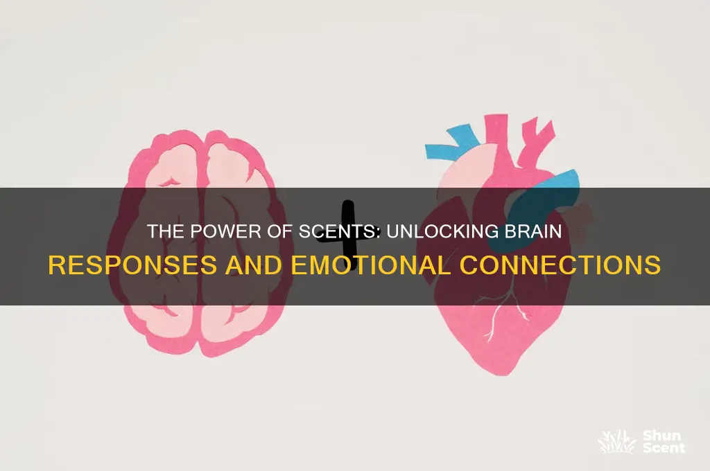 how scents affect the brain