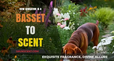 Basset Hounds' Extraordinary Scent Sensitivity: Unraveling Their Remarkable Olfactory Abilities