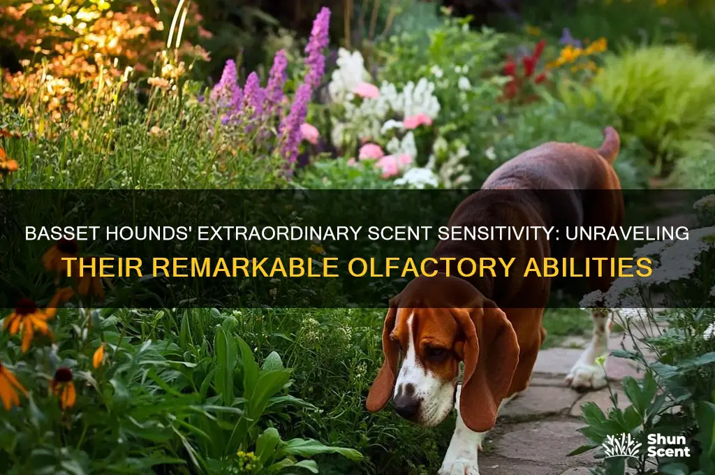 how sensative is a basset to scent