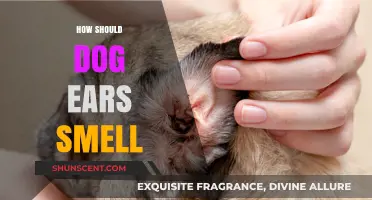 Exploring Canine Ear Health: What's That Doggie Odor?