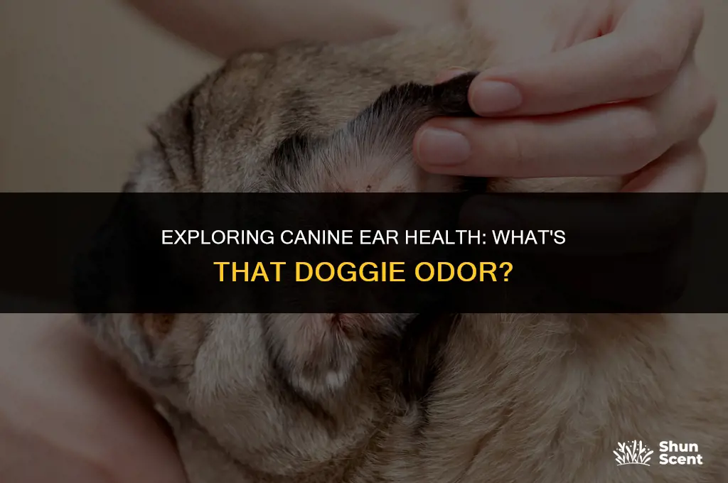how should dog ears smell