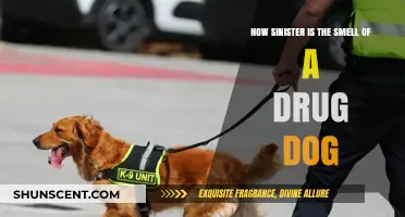 Unveiling the Dark Side: The Sinister Smell of a Drug Dog