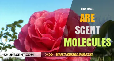 Unseen Yet Powerful: The Astonishing Size of Scent Molecules