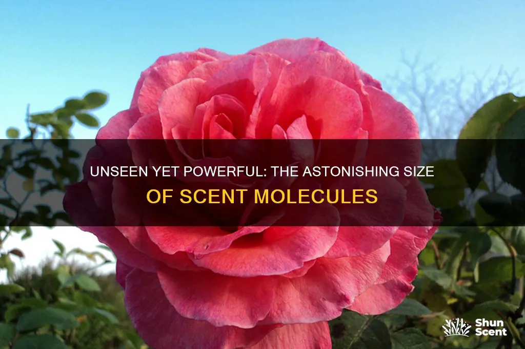 how small are scent molecules