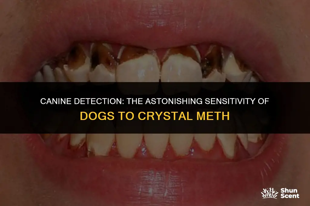 how small of sample of crystal meth can dogs smell