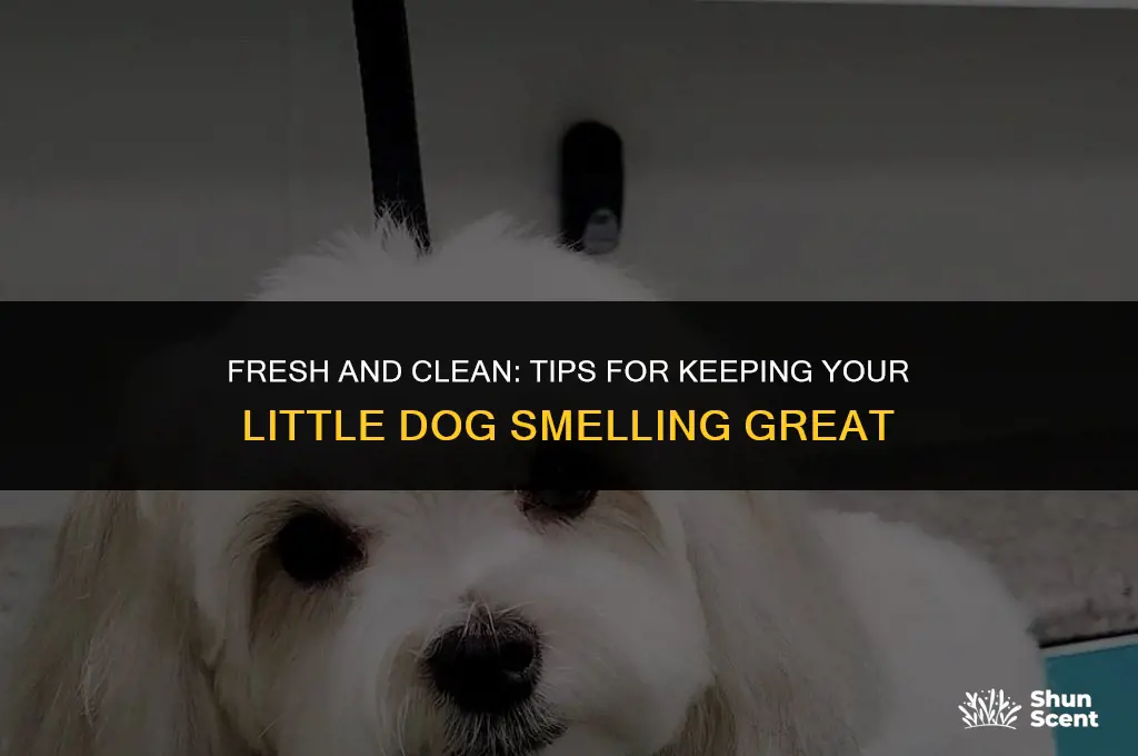 how so you keep a little dog smelling good