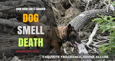 Unveiling the Mysteries: Cadaver Dogs and Their Remarkable Sense of Death