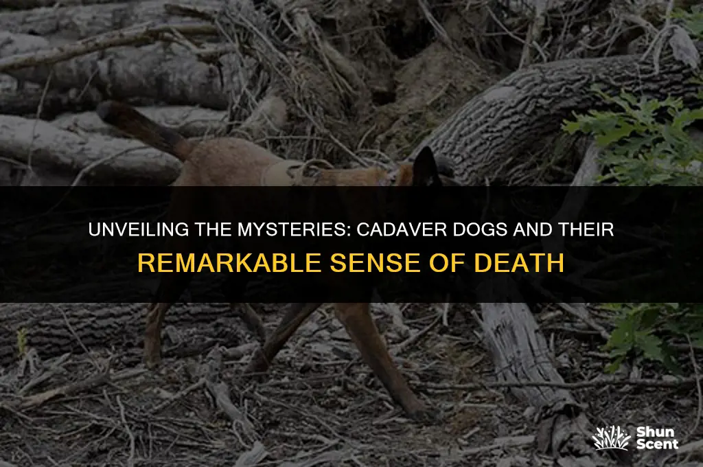 how soon can a cadaver dog smell death