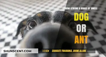 Unleashing the Power: A Comparative Look at Canine and Ant Olfactory Abilities