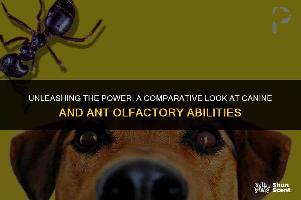 how strong a sense of smell dog or ant