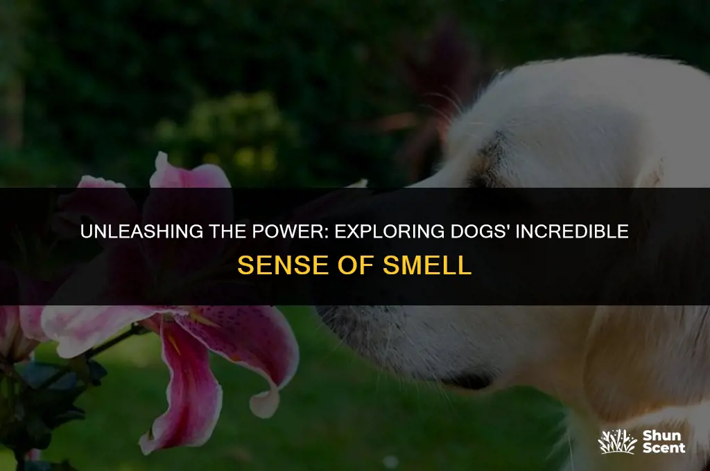 how strong are dogs sense of smell