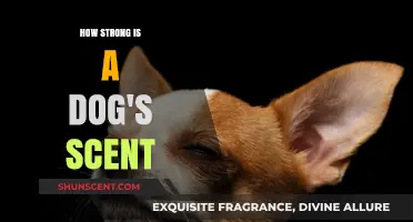 Unleashing the Power: Understanding a Dog's Remarkable Scent Abilities