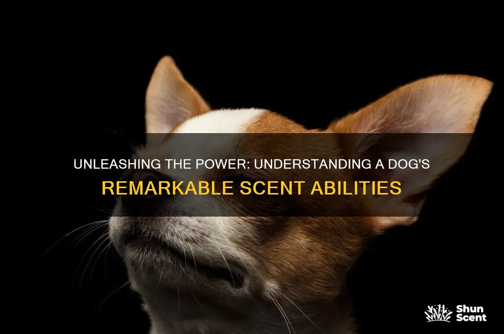 how strong is a dog