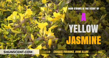 The Potent Aroma of Yellow Jasmine: A Fragrant Exploration