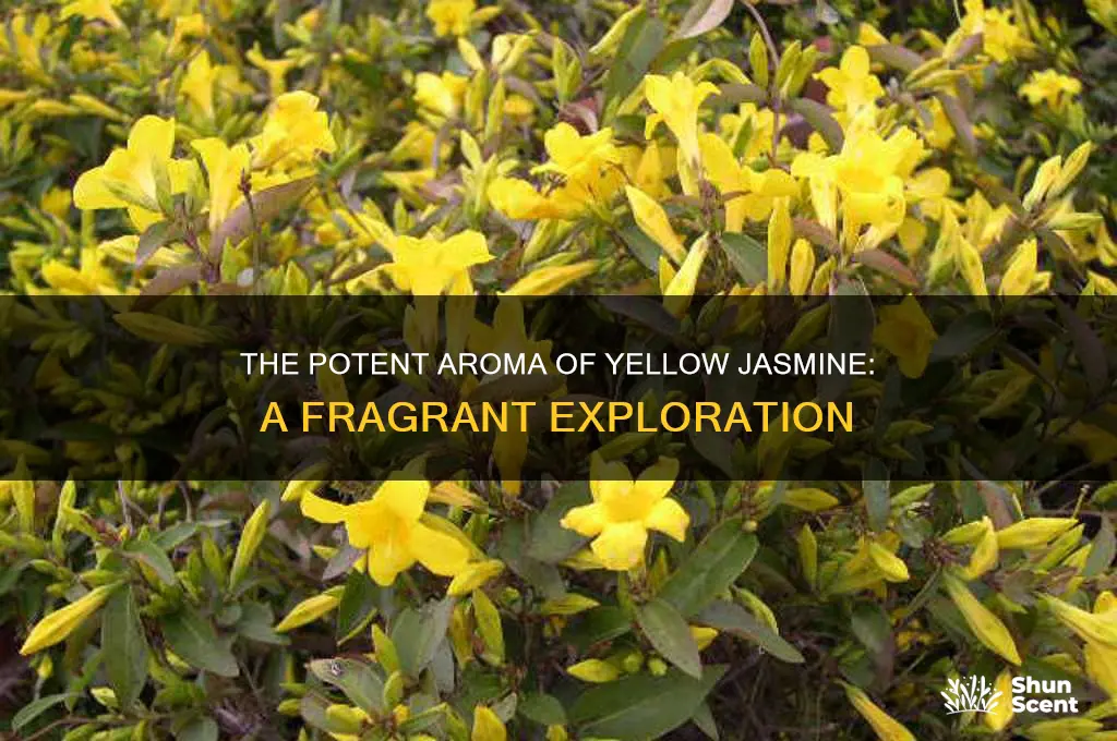 how strong is the scent of a yellow jasmine