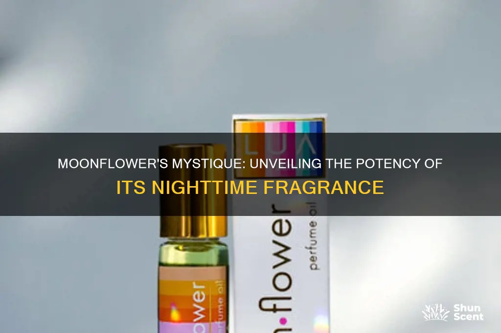 how strong is the scent of the moonflower