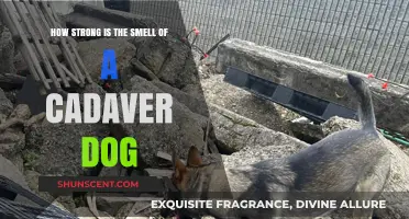 Unleashing the Power: The Remarkable Scent Detection of Cadaver Dogs