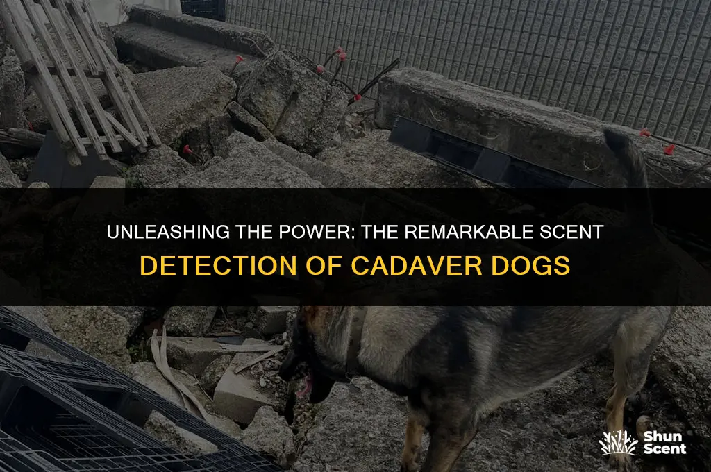 how strong is the smell of a cadaver dog
