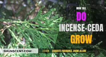 Incense-Cedar Trees: How Tall Do They Grow?