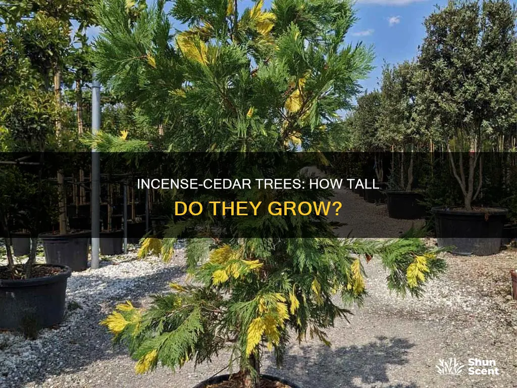how tall do incense-cedars grow