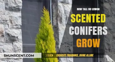 Lemon Scented Conifers: Understanding Their Maximum Height and Growth