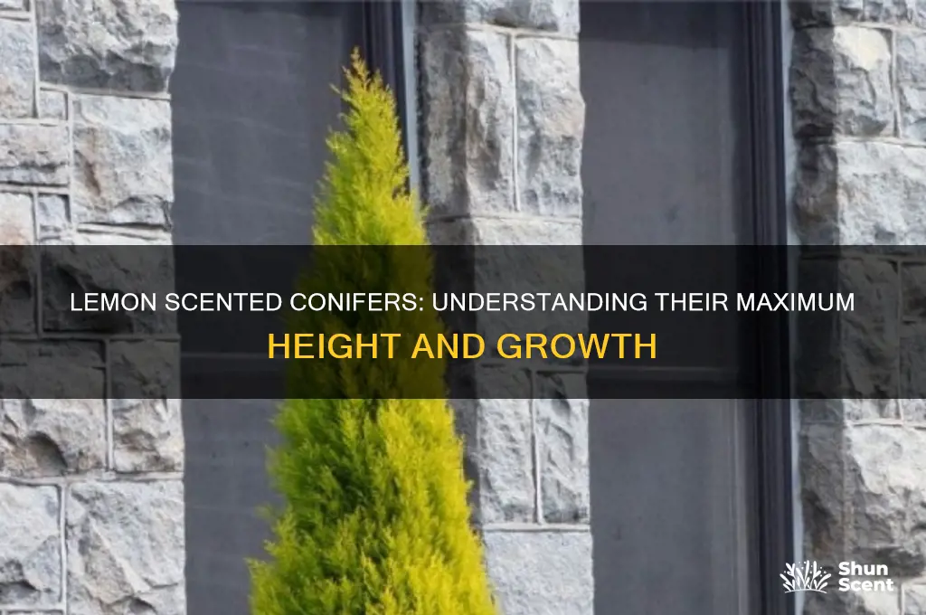 how tall do lemon scented conifers grow