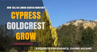 Lemon Scented Monterey Cypress Goldcrest: Ultimate Height Guide